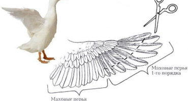 Jak a v jakém věku přistřihnout kachnám křídla, aby nelétaly